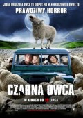 Czarna owca ekino
